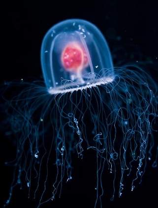  p>灯塔水母(学名: i>turritopsis nutricula /i>):是一种小型 a