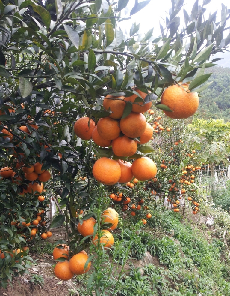 汕优蕉柑的做法(蕉柑从什么时候开始上市)