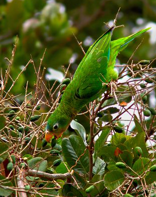  p>黄嘴亚马逊鹦鹉(学名:amazona collaria )是典型的 a href="#"