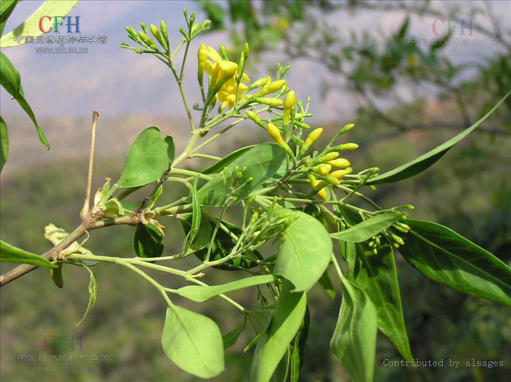  p> a href="#" data-lemmaid="2967583">滇素馨 /a>,又名:光素馨