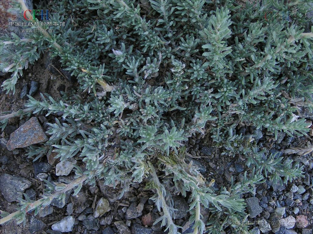  p>地肤( i>kochia scoparia /i> (l.) schrad.