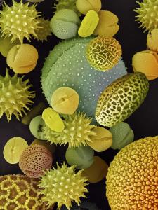 pollen grain