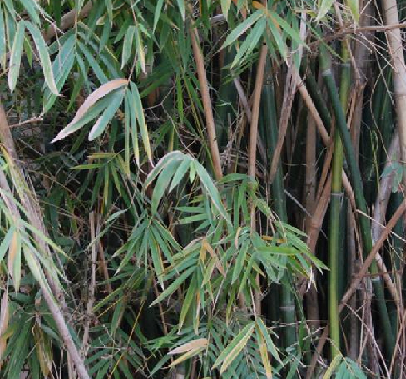 bambusa var.silverstripe