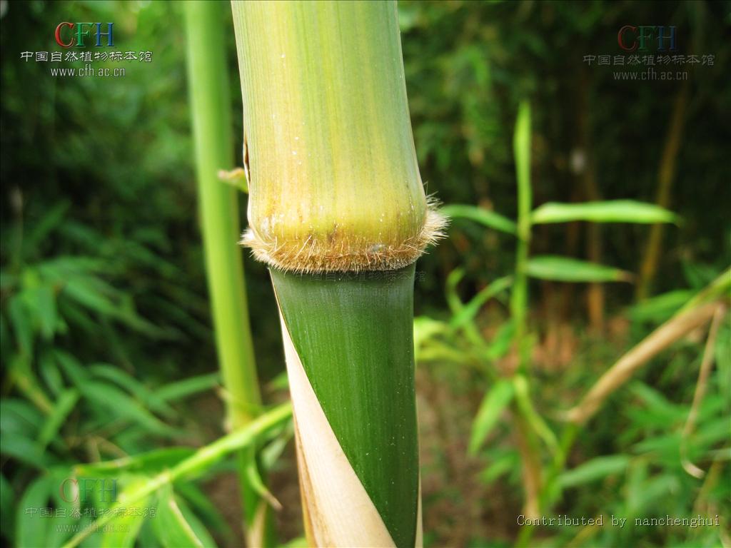 苦竹