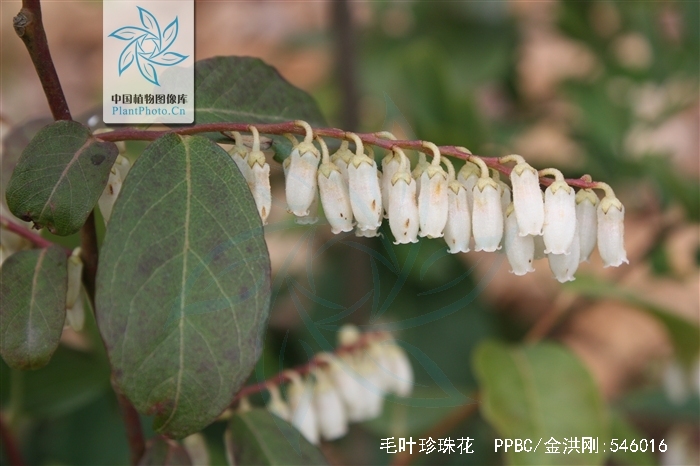  p>毛叶珍珠花(学名:lyonia villosa (wall. ex c. b. clarke) hand.