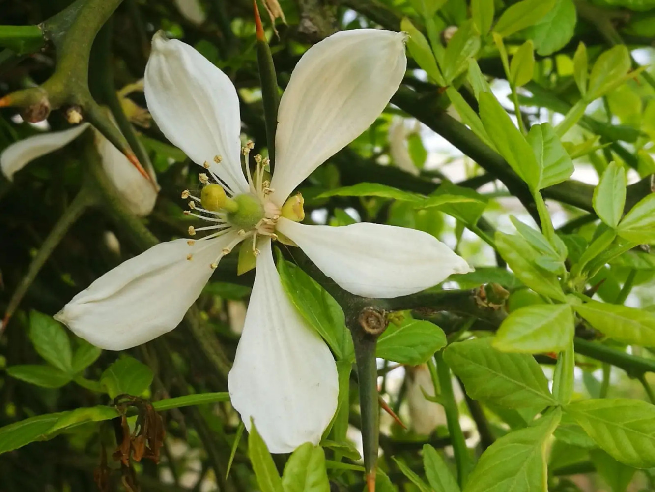 枳（芸香科柑橘属植物）_百度百科