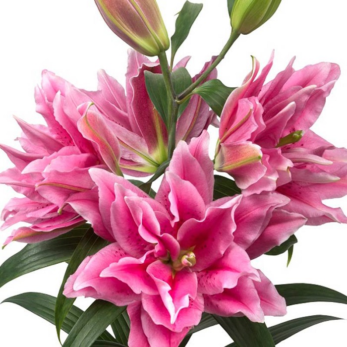  p>希亚拉, a target="_blank" href="/item/百合科/1838810" data