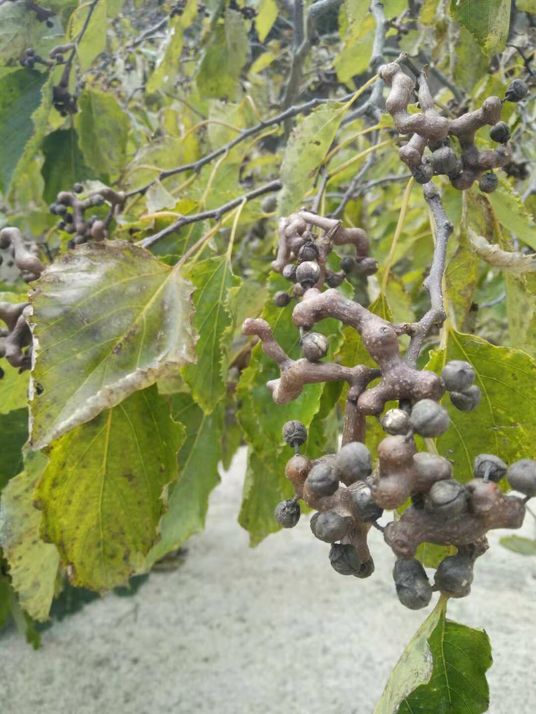 鼠李科枳椇属高大 a target="_blank" href="/item/乔木/33239" data