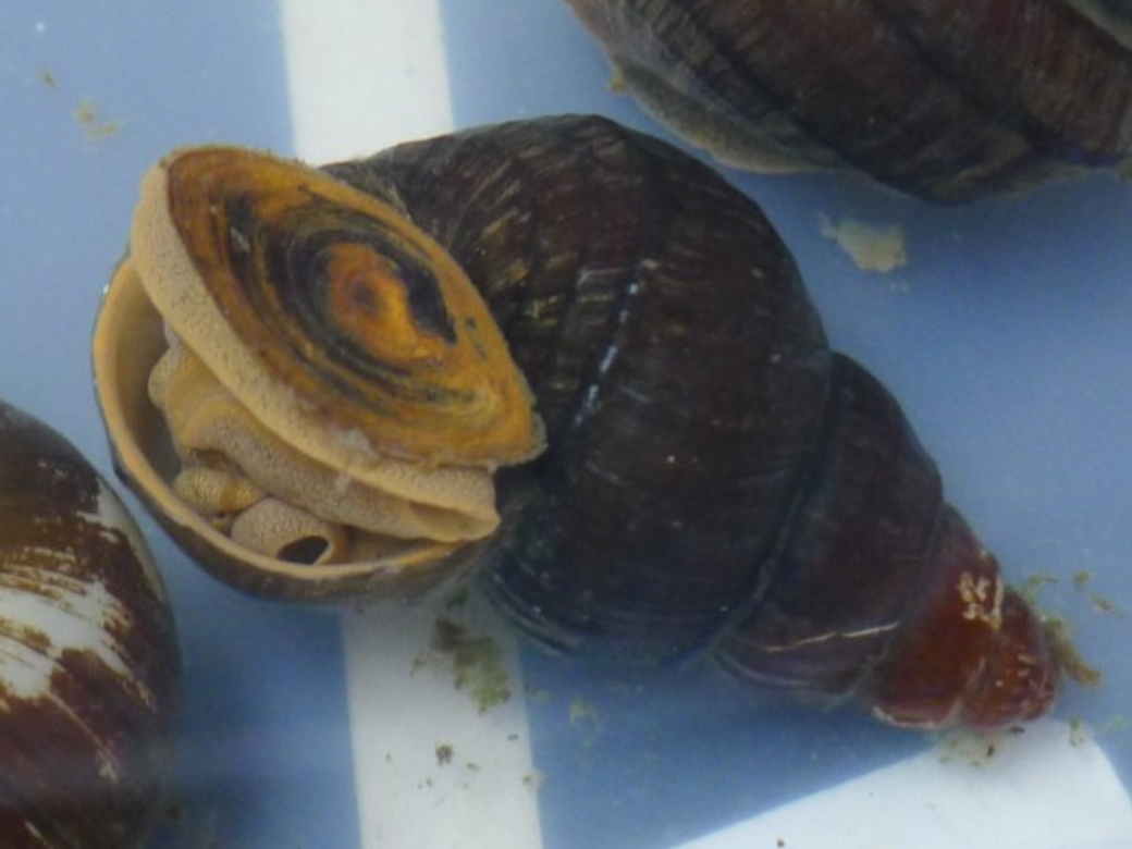  p>方氏螺蛳(学名: i>margarya franchet /i>i):是田螺科,螺蛳属动物.