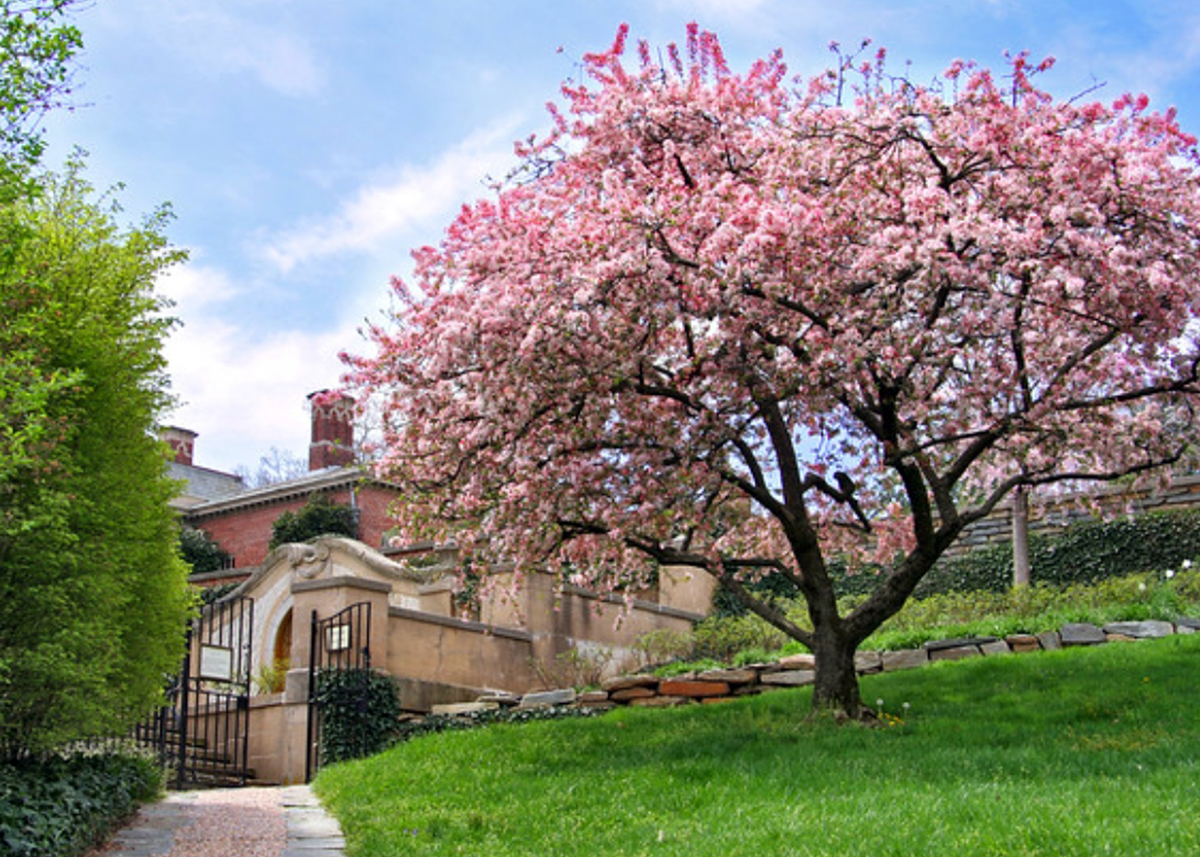 华盛顿樱花园(washington cherry garden):每年春天来临时,美国首都<a