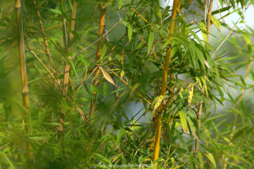 金竹（禾本科刚竹属植物）_百度百科