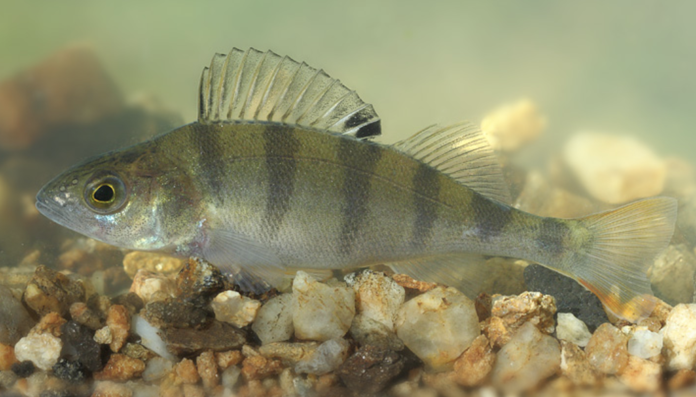  p>河鲈(学名: i>perca fluviatilis /i>)是鲈科,鲈属鱼类.