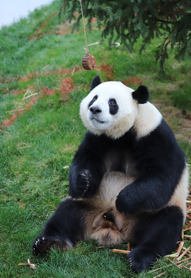  p data-id="tchdzbunl8ik">和兴,雄性大熊猫,谱系号875,2013年7月23