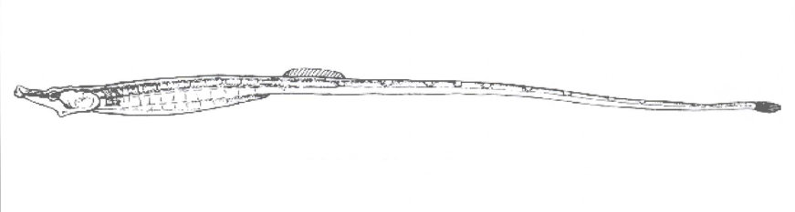  p>低海龙(学名: i>hippichthys heptagonus /i>)是海龙科,海龙属的一