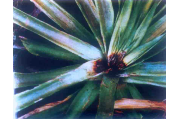 href="/item/菠萝/220259" data-lemmaid="220259">菠萝 /a>的病害