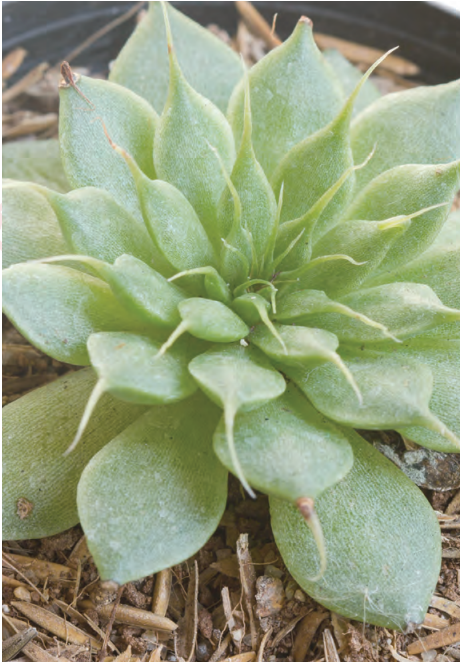  p data-id="tblrt8cheb7v">银星是景天科风车草属植物.