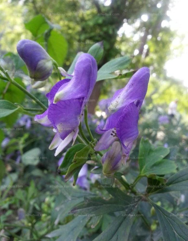  p data-id="gnyt9r7m63">草乌头学名乌头,又称草乌,乌药,盐乌头,鹅儿