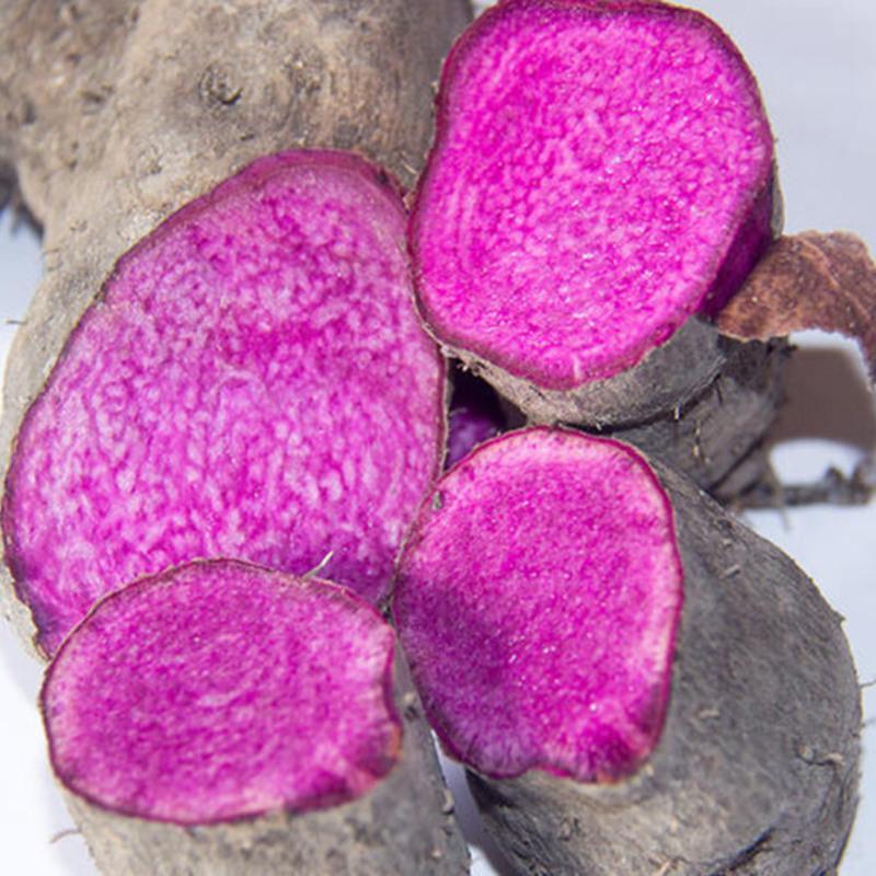  p data-id="tzparebikkvf">紫山药是薯蓣科薯蓣属多年生草本植物.