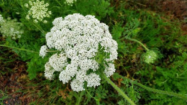 spreng.)是伞形科蛇床属一年生草本植物.