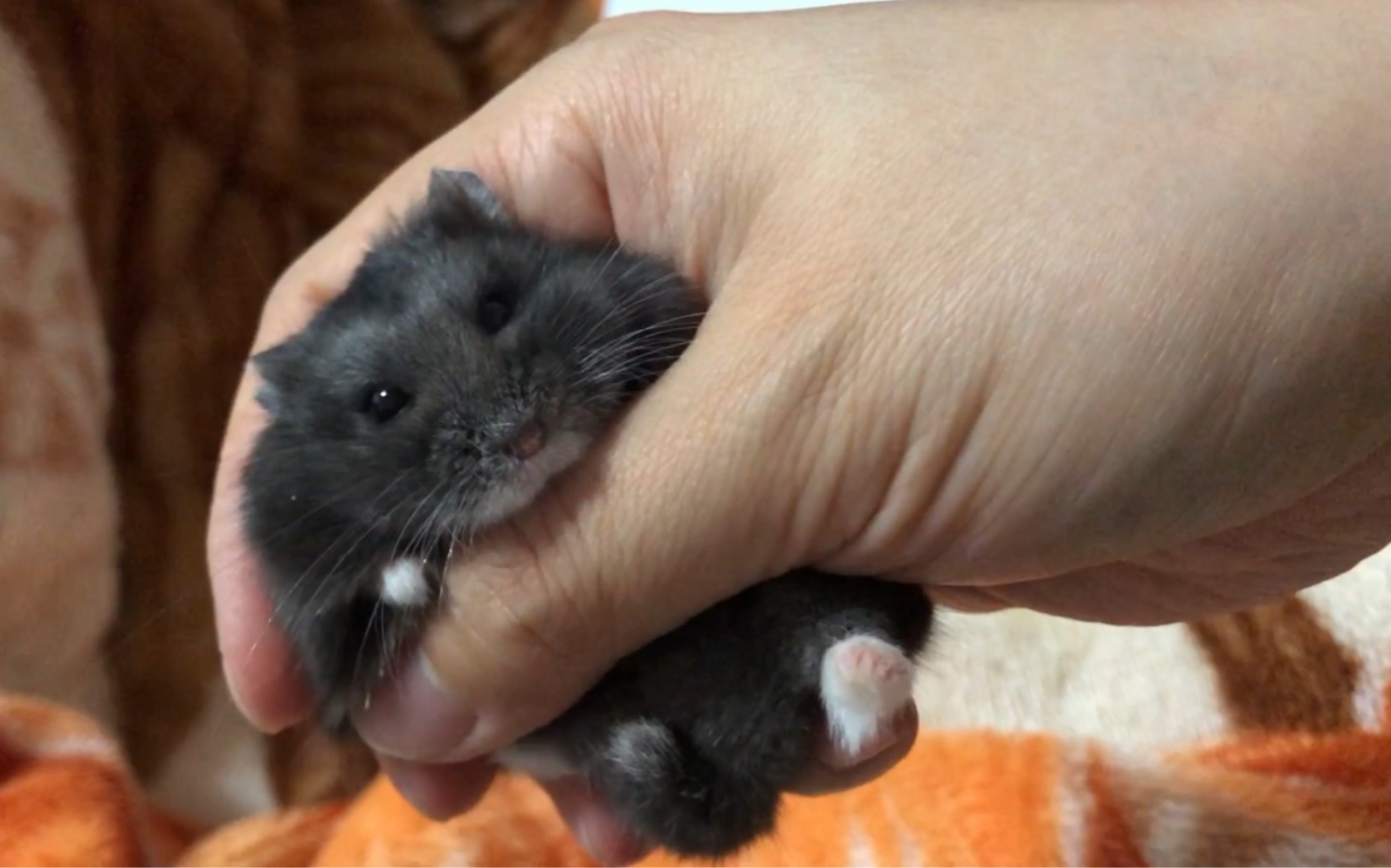 因其形态和毛色与黑熊相似,故称黑熊仓鼠