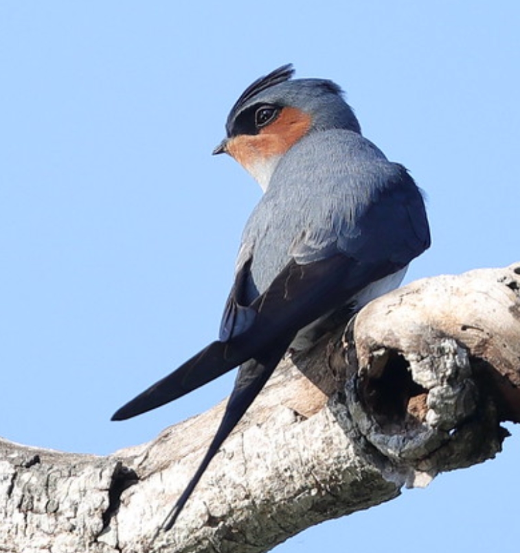 id="gn8cr2r0jk">凤头雨燕(学名: i>hemiprocne coronata /i>):雨燕目