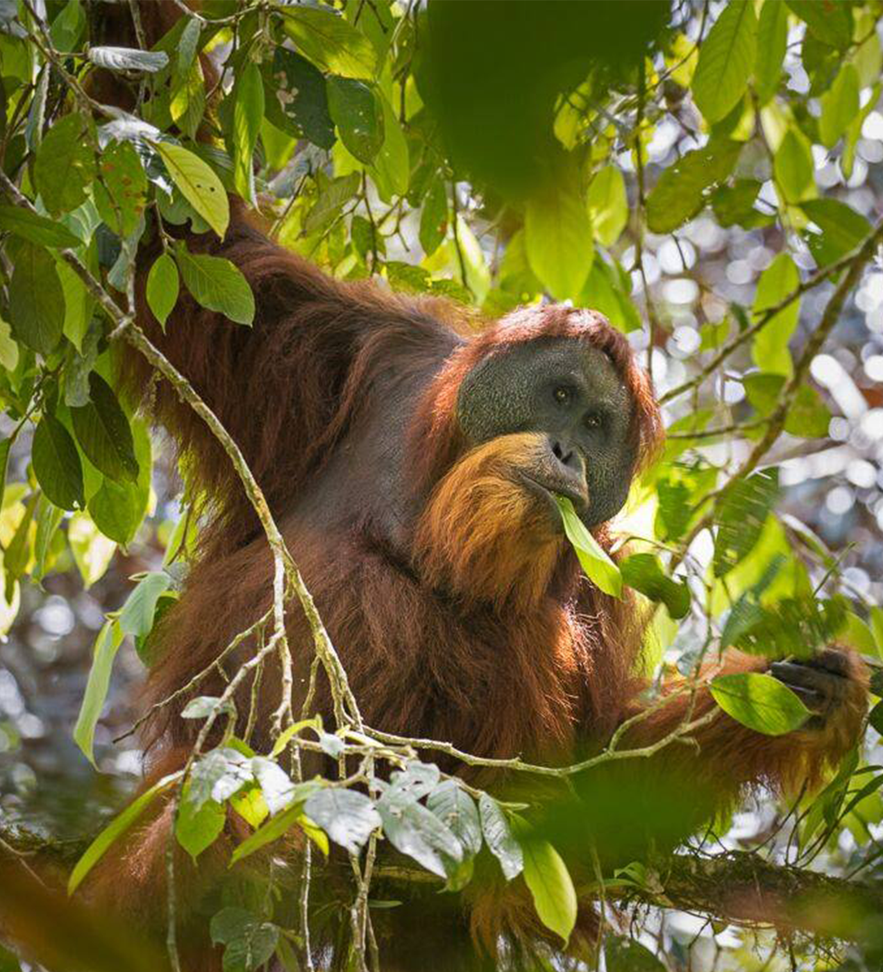  p>塔巴努里猩猩(学名: i>pongo tapanuliensis /i>):是猩猩亚科,猩猩