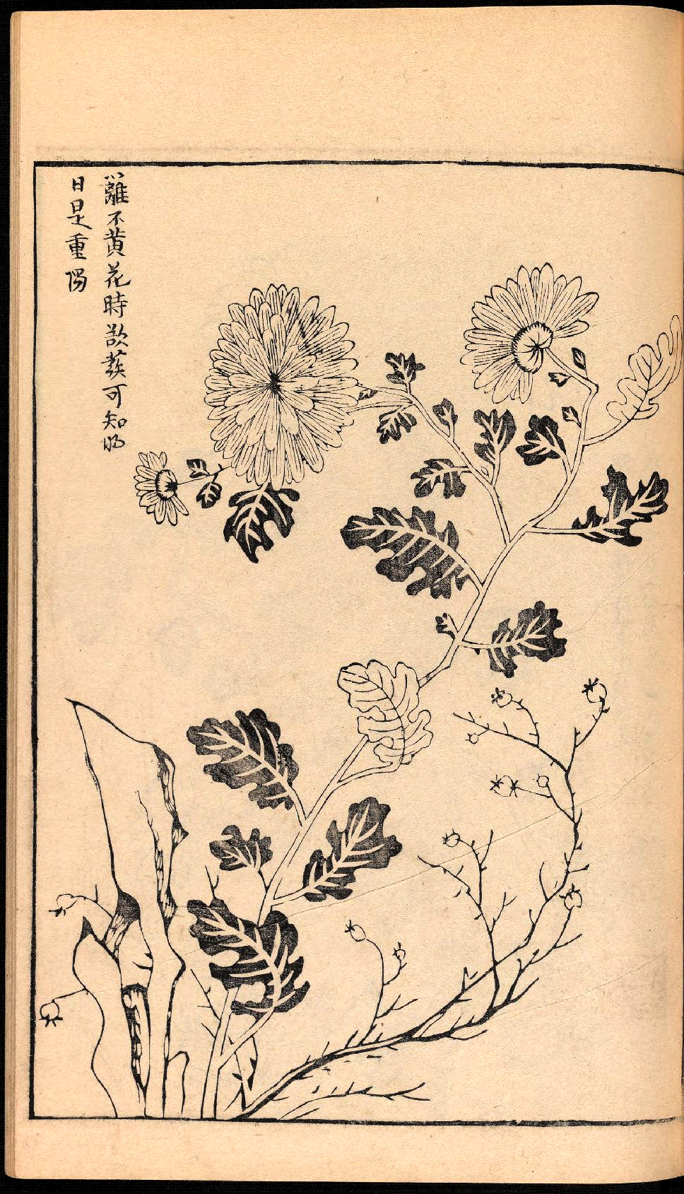 创梅竹兰菊“四君子”之称，堪称“四绝四美”的《梅竹兰菊四谱》_