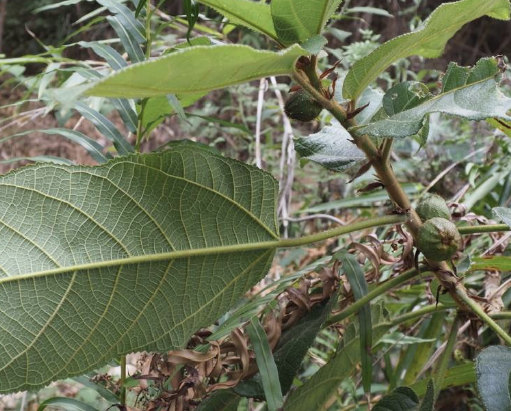  p>粗叶榕(学名: i>ficus hirta /i> vahl)是桑科,榕属植物.