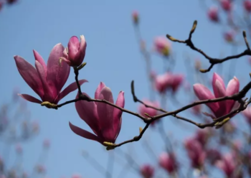 玉兰花中的 二乔 指的是何种花 百科ta说