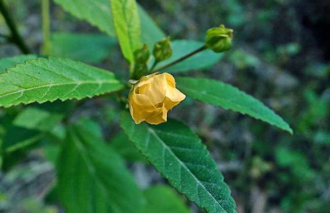  p data-id="gn3a5tlhm0">中华黄花稔,直立,多枝,密被星状柔毛的小