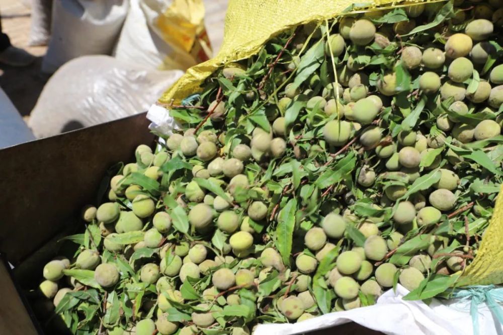 彭阳县白阳镇任湾村王生成核桃