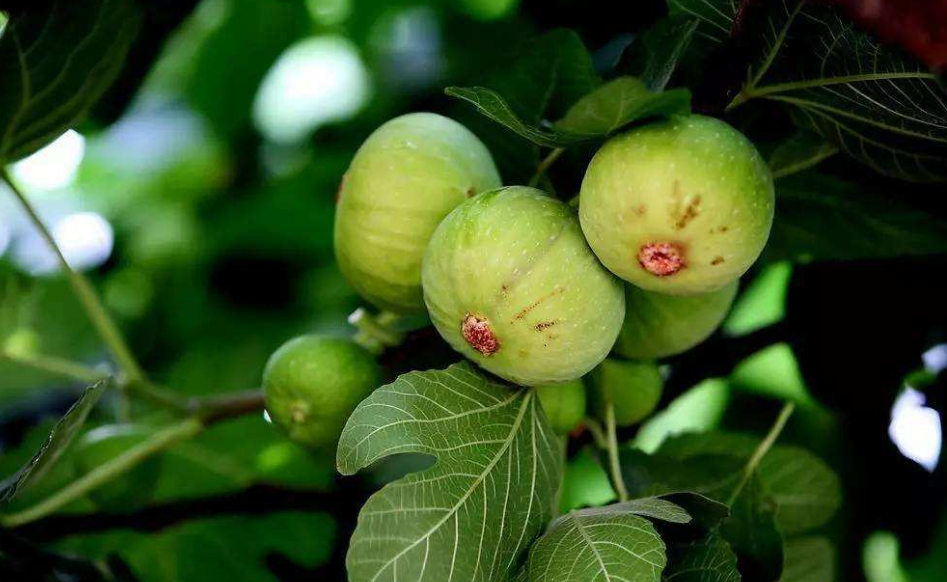  p>无花果(学名: i>ficus carica  /i>linn.)是桑科,榕属植物.