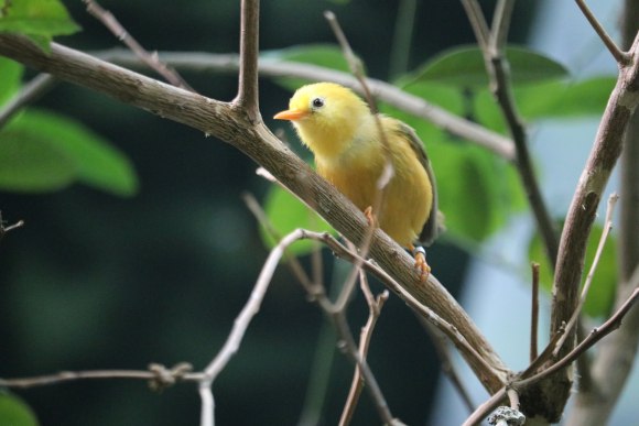  p>金绣眼鸟(学名:cleptornis marchei)为 a href="#" data-lemmaid="