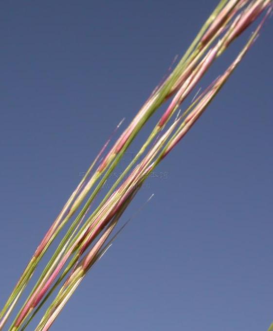  p>藏布三芒草(学名: i>aristida tsangpoensis /i> l.