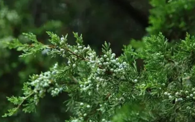 龙柏：龙行天下，帝王之姿_百科TA说