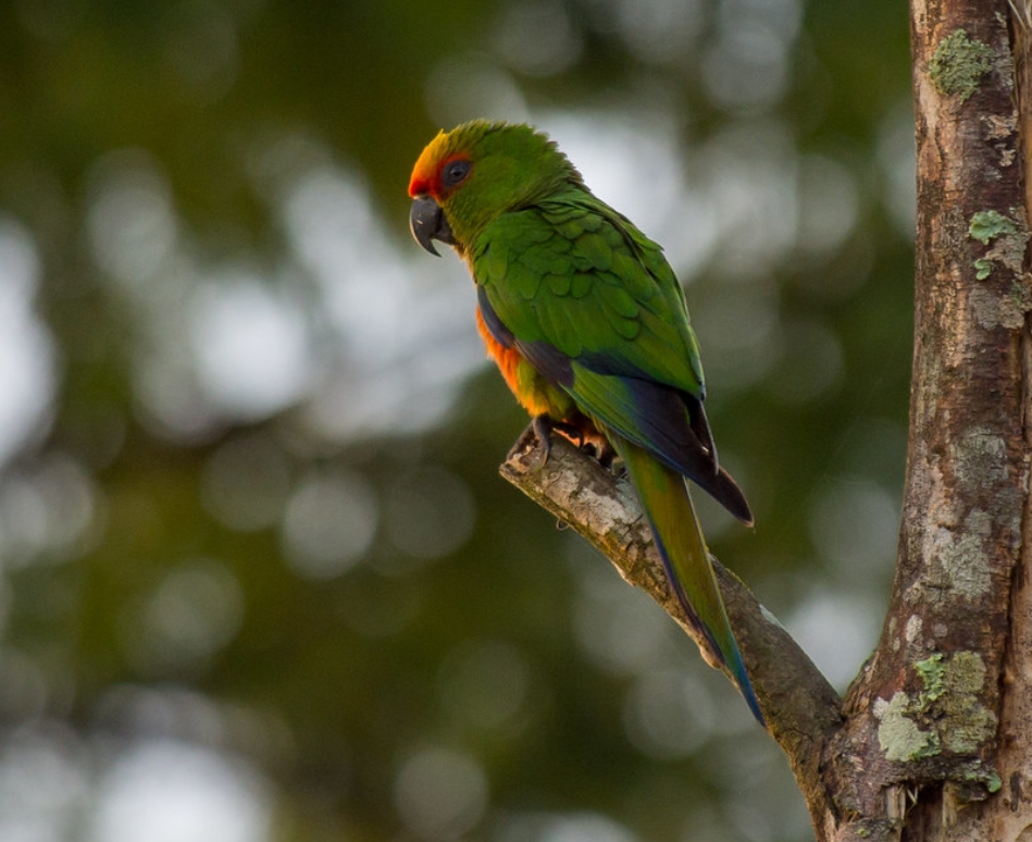 golden-capped parakeet