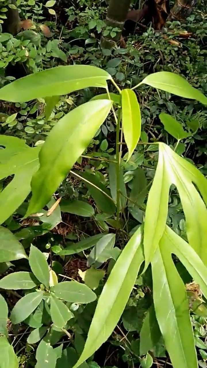  p data-id="tzqmmtguxmfg">树参( i>dendropanax dentiger /i>