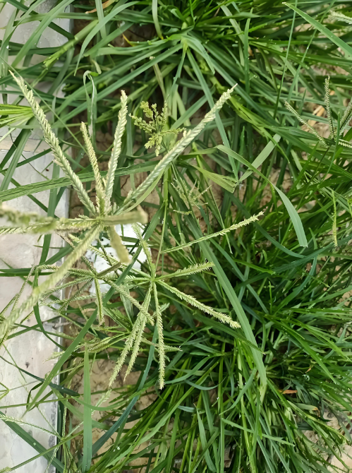 千金草