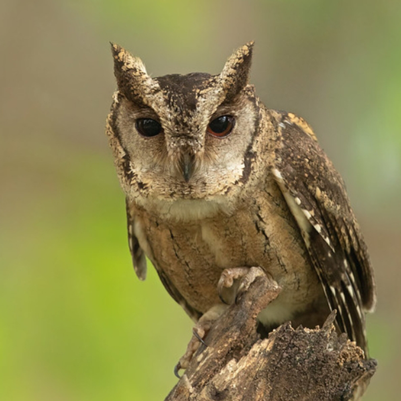  p>优雅角鸮(学名: i>otus elegans /i>):是鸱鸮科,角鸮属的猫头鹰.