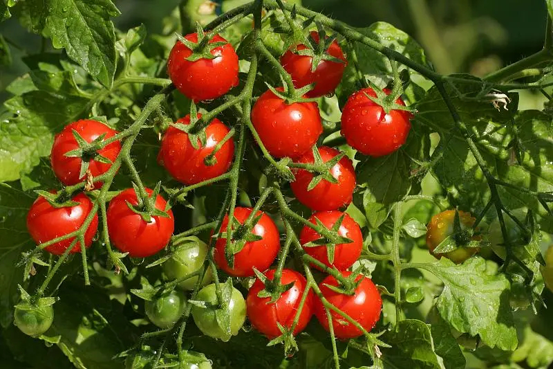 观赏番茄