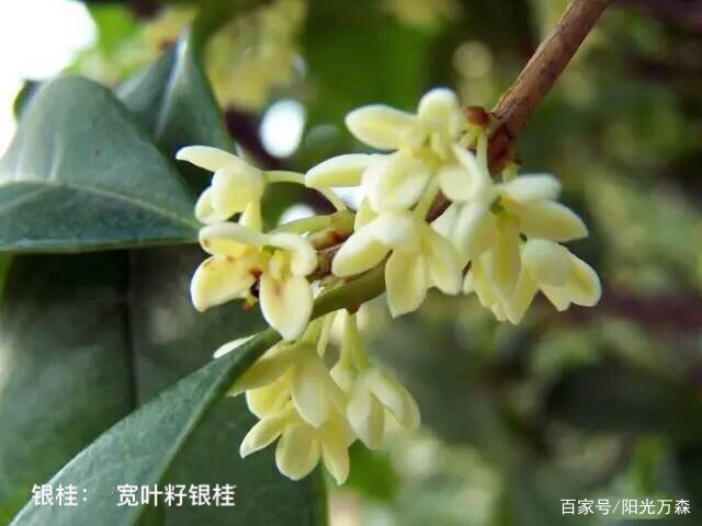 桂花——四大类主要二十五个名贵品种详介_百科TA说