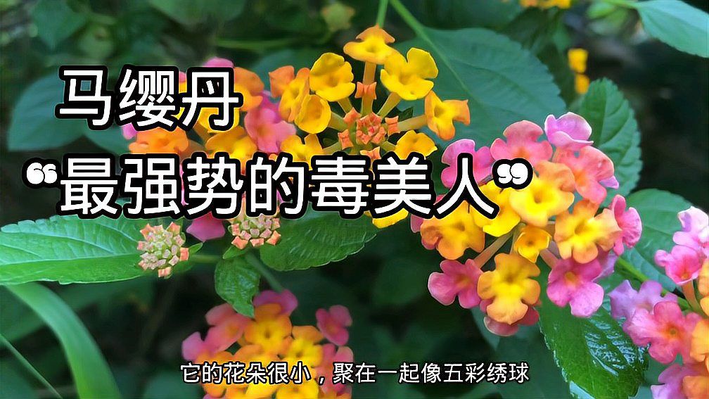 马缨丹 马鞭草科马缨丹属植物 百度百科
