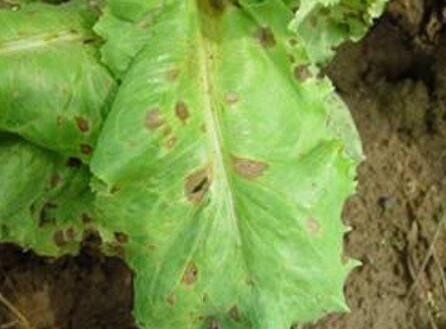  p>生菜褐腐病是由莴苣褐斑尾孢霉引起的,发生在 a target="_blank"