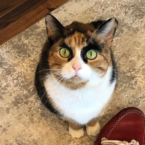 迷人又可爱的三花猫你知道多少呢？_百科TA说