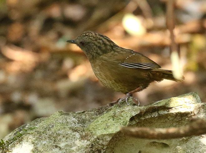 napothera  brevicaudata