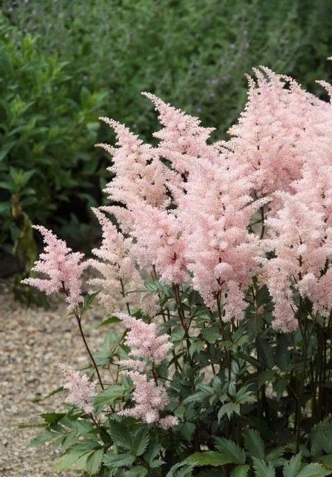 伏毛紫花小升麻(变型)