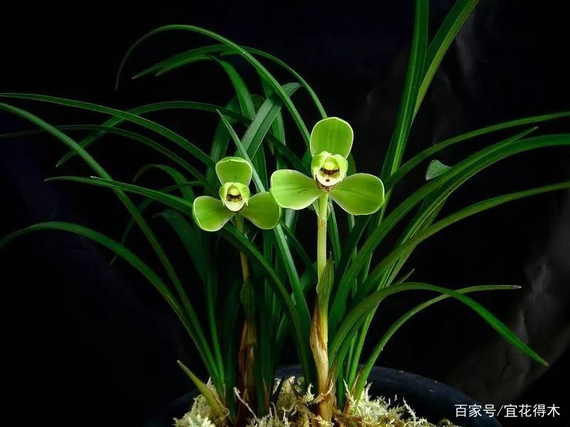 兰花花葶出架，花姿显得神采飘逸，如何才能让春兰花葶更高？_百科TA说