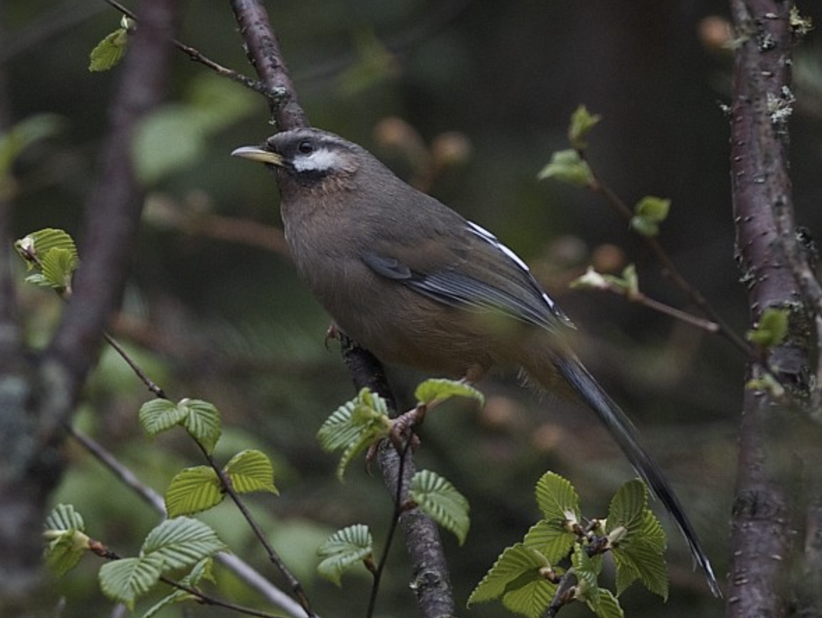  i>garrulax sukatschewi /i>)是噪眉科,噪鹛属中型鸟类,体长27-31