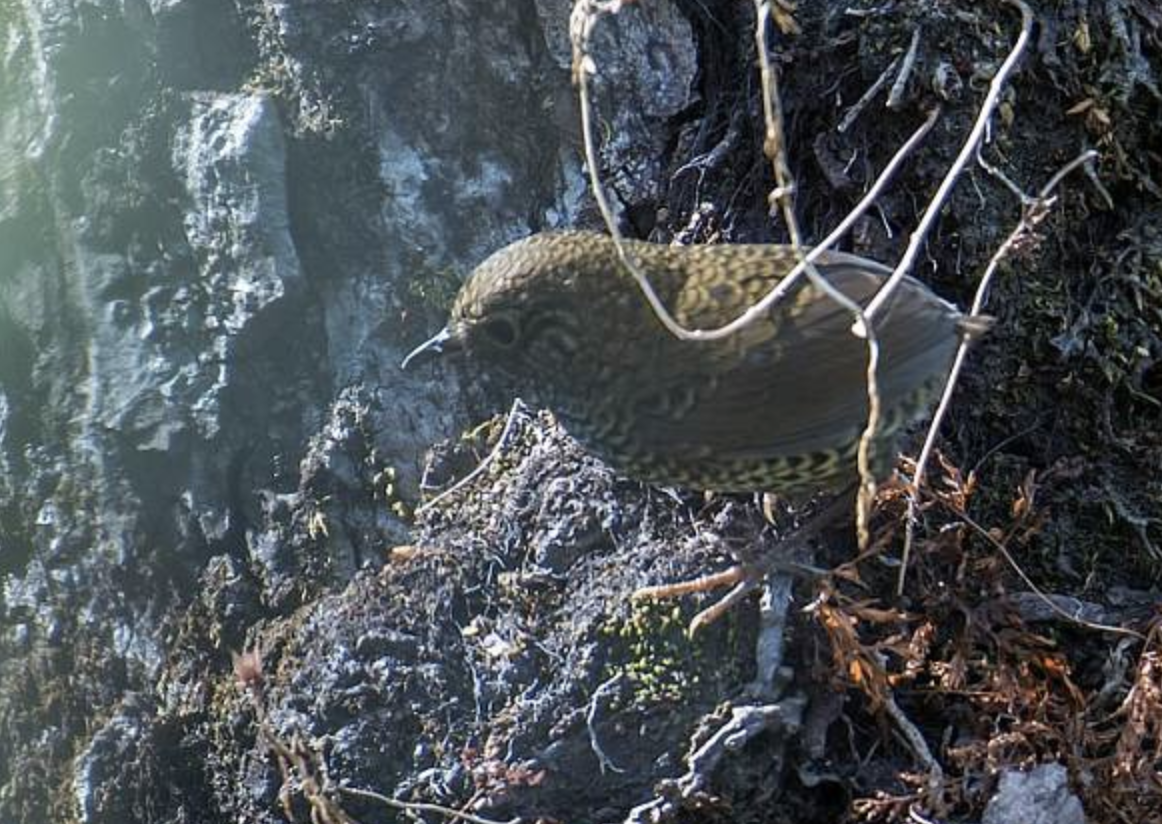  p>小鳞胸鹪鹛(学名: i>pnoepyga pusilla /i>)是鹪眉科,鳞鹪鹛型鸟类