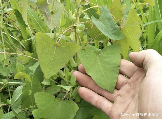 在农地里，碰到1种草别踩，人称“杠板归”，比三叶草价值高！_百科TA说